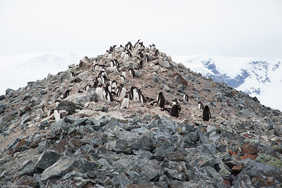 penguins_rocks