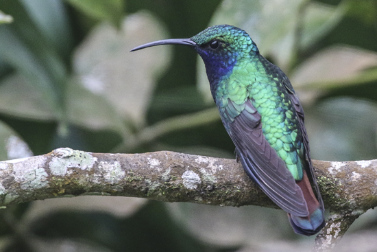 Audubon Colombia Peace Birds Tourism