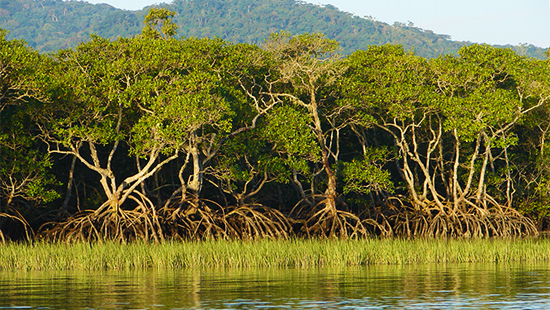 mangroves Brazil ecosystem services conservation economics