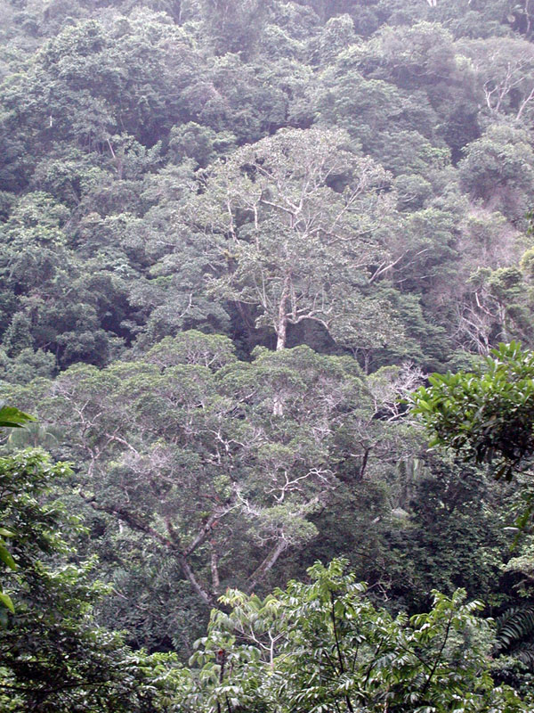 Photos of trees in Madidi National Park in Bolivia