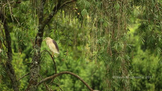 Bird in Godawari Forest