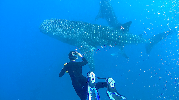 marine fellowship program economic research indonesia whale shark tourism