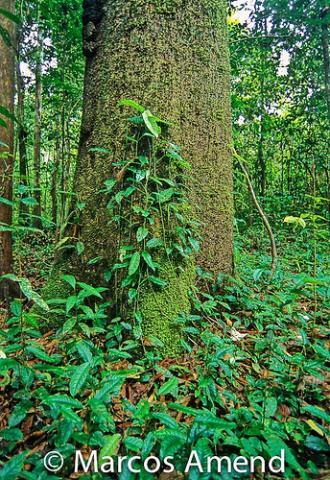 Amazonas